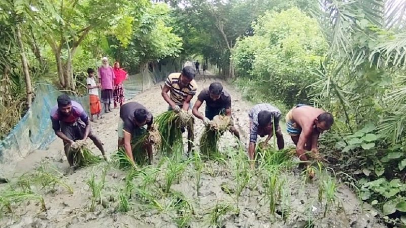 তালতলীতে কাঁচা সড়কে ধানের চারা লাগিয়ে প্রতিবাদ