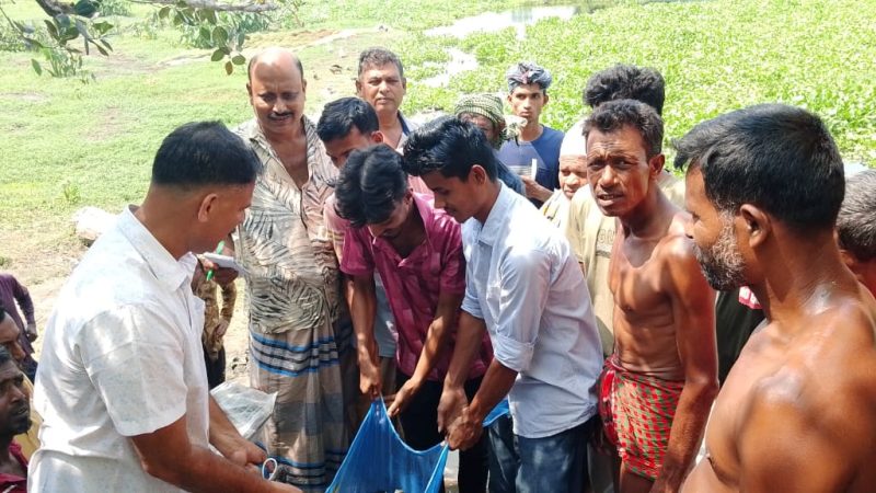 দীর্ঘ ১৭ বছর পরে বিএনপি নেতা মিন্টু মিয়ার নের্তৃত্বে সততা মৎস্য ঘেরে মৎস্য চাষ